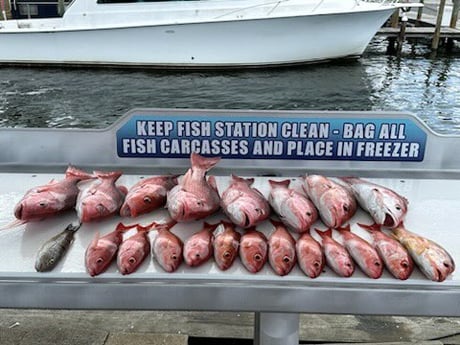 Red Snapper, Vermillion Snapper Fishing in Destin, Florida