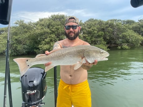 Redfish fishing in Clearwater, Florida