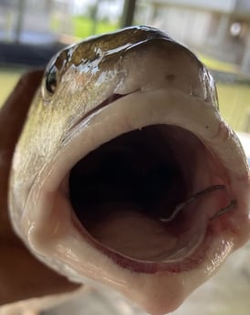 Redfish fishing in Galveston, Texas