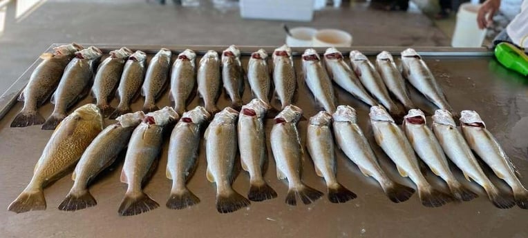 Redfish, Speckled Trout / Spotted Seatrout fishing in Galveston, Texas