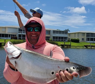 Clown Knifefish fishing in Delray Beach, Florida