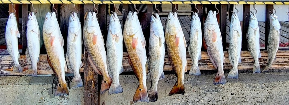 Redfish, Speckled Trout / Spotted Seatrout fishing in Aransas Pass, Texas