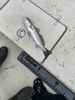 Speckled Trout / Spotted Seatrout fishing in Santa Rosa Beach, Florida