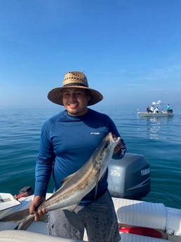 Cobia Fishing in Sarasota, Florida