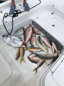 Mutton Snapper, Yellowtail Amberjack, Yellowtail Snapper fishing in Key West, Florida