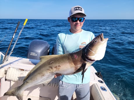 Cobia fishing in Clearwater, Florida