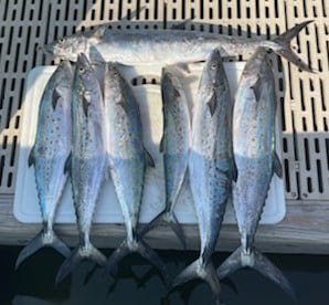 Spanish Mackerel fishing in Gulf Shores, Alabama