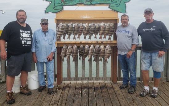 Sheepshead fishing in Port Isabel, Texas