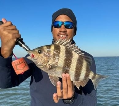 Sheepshead Fishing in Galveston, Texas