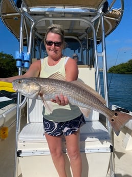 Redfish Fishing in Sarasota, Florida