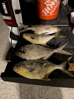 Mahi Mahi / Dorado fishing in Pensacola, Florida