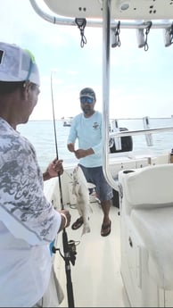 Black Drum fishing in South Padre Island, Texas