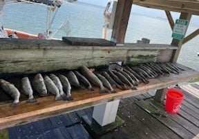 Redfish, Speckled Trout Fishing in Galveston, Texas