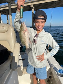 Mangrove Snapper Fishing in Santa Rosa Beach, Florida