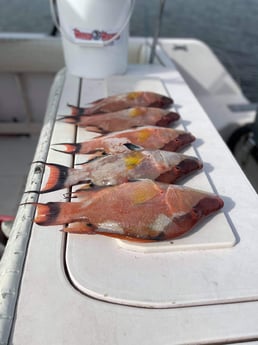 Hogfish fishing in Clearwater, Florida