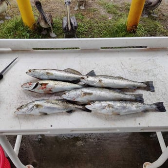 Speckled Trout / Spotted Seatrout Fishing in Jacksonville, Florida