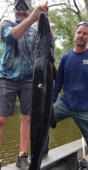 Alligator Gar fishing in Livingston, Texas