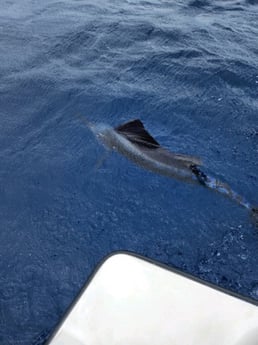 Sailfish Fishing in Key Largo, Florida