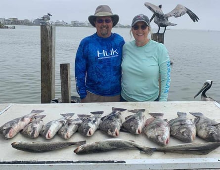 Black Drum, Speckled Trout / Spotted Seatrout fishing in Galveston, Texas