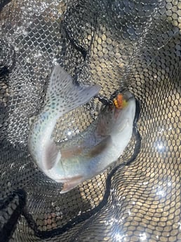 Rainbow Trout Fishing in Hume, California