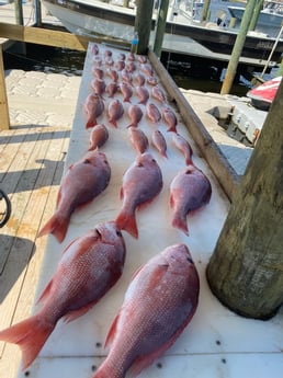 Red Snapper fishing in Orange Beach, Alabama