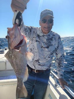 Red Grouper Fishing in Clearwater, Florida