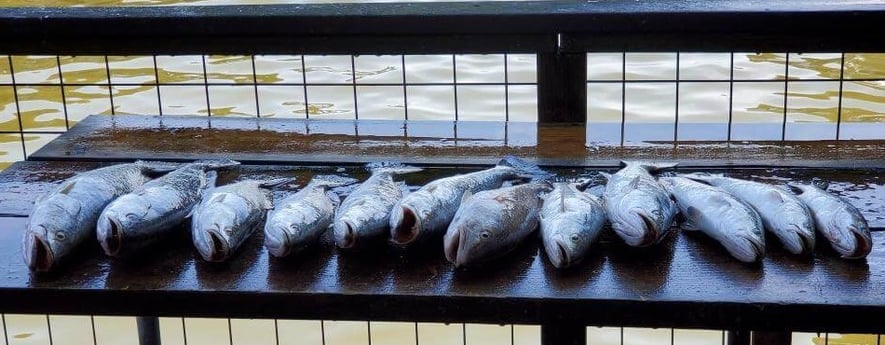 Speckled Trout / Spotted Seatrout fishing in Galveston, Texas