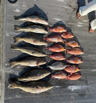 Gag Grouper fishing in Clearwater, Florida