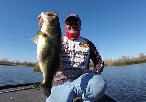 Largemouth Bass fishing in Austin , Texas