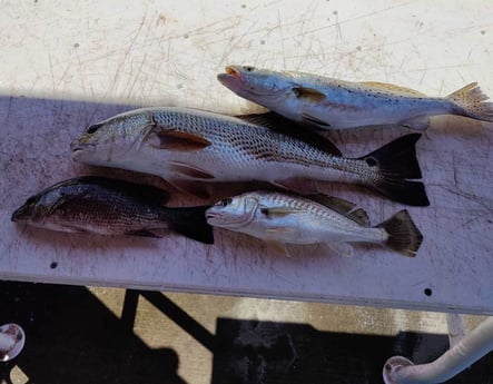 Mangrove Snapper, Redfish, Speckled Trout / Spotted Seatrout Fishing in Jacksonville, Florida