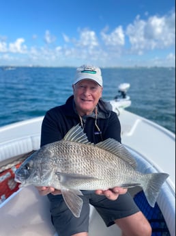 Sheepshead fishing in Sarasota, Florida