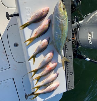 Yellowtail Amberjack, Yellowtail Snapper fishing in Key Largo, Florida