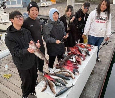 Bonito, California Sheephead, Lingcod, Rockfish Fishing in Long Beach, California