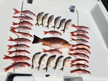 Mangrove Snapper, Scup, Vermillion Snapper Fishing in Pensacola, Florida