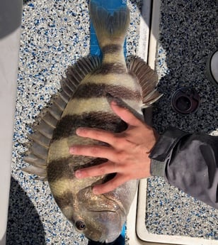 Sheepshead fishing in Galveston, Texas