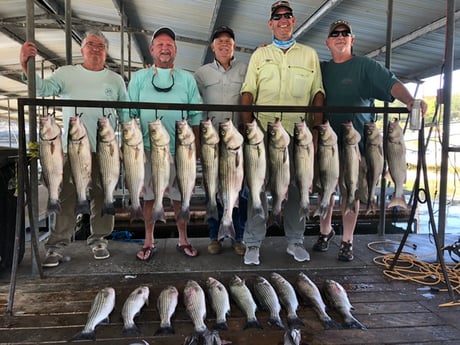 Striped Bass fishing in Whitney, Texas