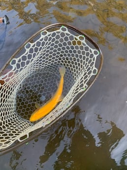 Golden Trout Fishing in Broken Bow, Oklahoma