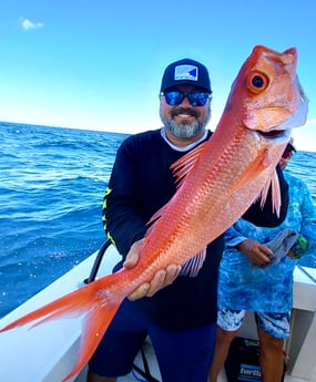 Queen Snapper fishing in Galveston, Texas