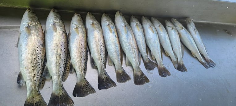 Speckled Trout / Spotted Seatrout fishing in Galveston, Texas