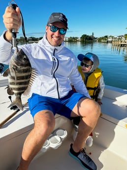 Sheepshead Fishing in Sarasota, Florida