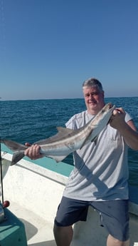 Cobia Fishing in Holmes Beach, Florida