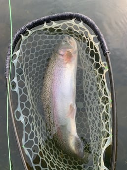 Rainbow Trout Fishing in Broken Bow, Oklahoma