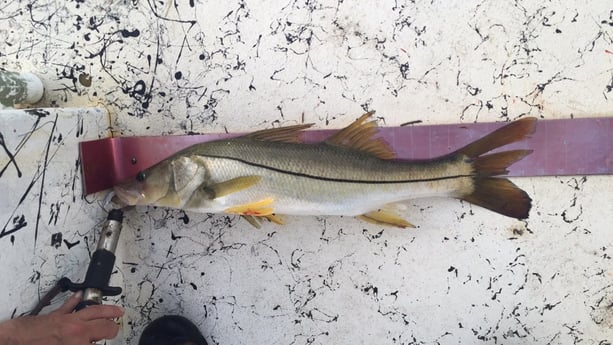 Snook fishing in South Padre Island, Texas