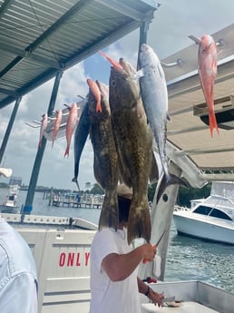 Gag Grouper, Little Tunny / False Albacore, Red Snapper fishing in Destin, Florida