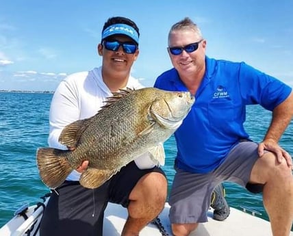 Tripletail fishing in Clearwater, Florida