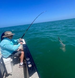 Blacktip Shark Fishing in Galveston, Texas