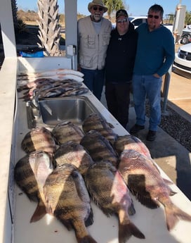 Sheepshead fishing in Galveston, Texas