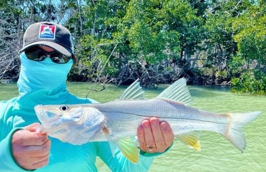 Snook fishing in Tavernier, Florida