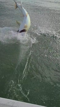 Tarpon fishing in Port O&#039;Connor, Texas