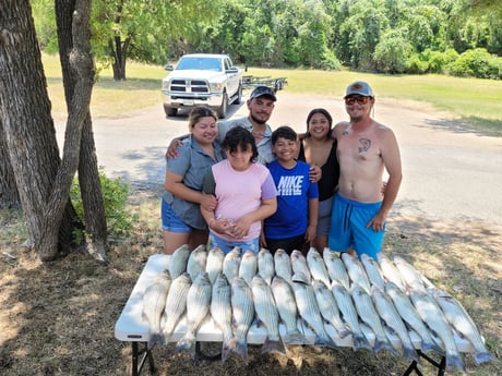 Striped Bass fishing in Whitney, Texas